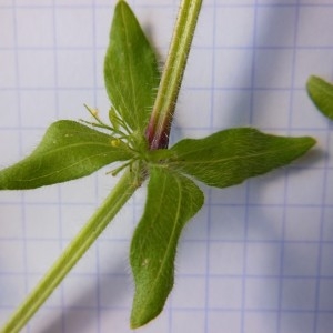 Photographie n°233883 du taxon Galium cruciata (L.) Scop.