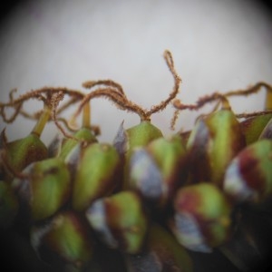 Photographie n°233887 du taxon Carex flacca Schreb.