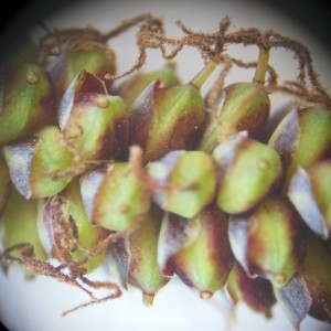Photographie n°233891 du taxon Carex flacca Schreb.