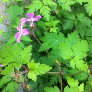 Photographie n°233915 du taxon Geranium robertianum L. [1753]