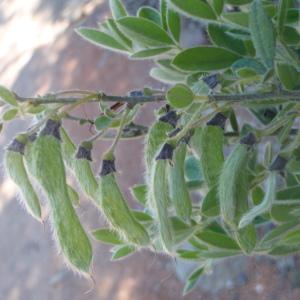 Photographie n°233956 du taxon Cytisus villosus Pourr. [1788]