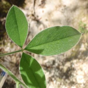 Photographie n°233957 du taxon Cytisus villosus Pourr. [1788]