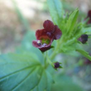 Photographie n°233961 du taxon Scrophularia peregrina L. [1753]