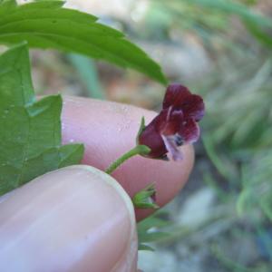Photographie n°233962 du taxon Scrophularia peregrina L. [1753]