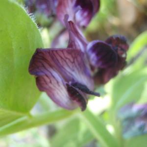 Photographie n°233964 du taxon Vicia narbonensis L. [1753]