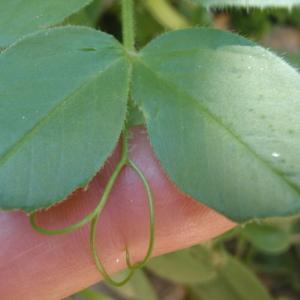 Photographie n°233965 du taxon Vicia narbonensis L. [1753]