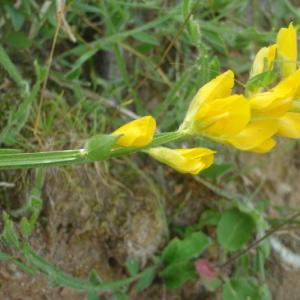 Photographie n°233977 du taxon Genista sagittalis L. [1753]