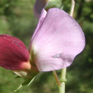 Photographie n°233989 du taxon Pisum sativum subsp. biflorum (Raf.) Soldano [1992]