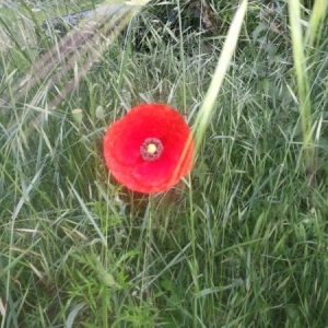 Photographie n°233996 du taxon Papaver rhoeas L.