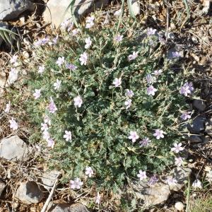 Photographie n°234041 du taxon Erodium foetidum (L.) L'Hér. [1802]