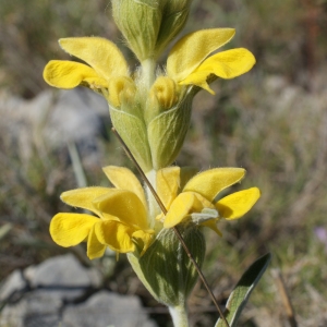 Photographie n°234050 du taxon Phlomis lychnitis L. [1753]