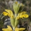  Liliane Roubaudi - Phlomis lychnitis L. [1753]