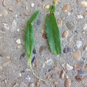 Photographie n°234076 du taxon Echium vulgare L. [1753]