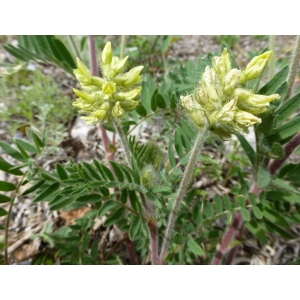 Oxytropis pilosa (L.) DC. (Oxytropis poilu)