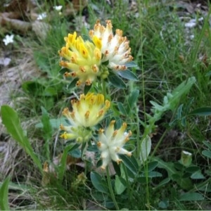 Photographie n°234132 du taxon Anthyllis vulneraria L.