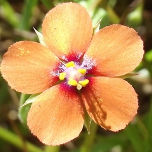 Anagallis arvensis L. subsp. arvensis f. arvensis  (Mouron des champs)