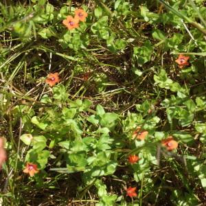 Photographie n°234156 du taxon Lysimachia arvensis subsp. arvensis