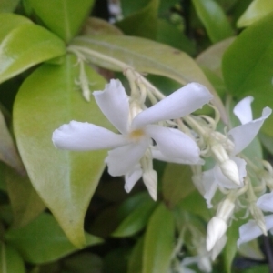 Photographie n°234163 du taxon Trachelospermum jasminoides (Lindl.) Lem. [1851]