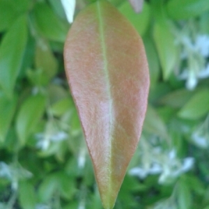  - Trachelospermum jasminoides (Lindl.) Lem. [1851]