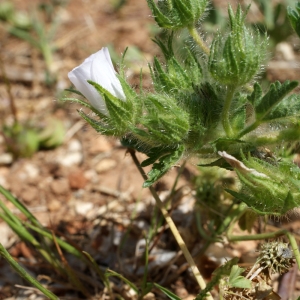 Photographie n°234186 du taxon Althaea hirsuta L. [1753]