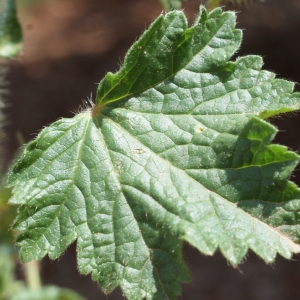 Photographie n°234188 du taxon Althaea hirsuta L. [1753]