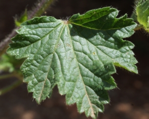 Liliane Roubaudi, le  7 mai 2014 (Trans-en-Provence)