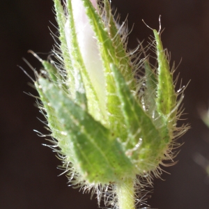 Photographie n°234191 du taxon Althaea hirsuta L. [1753]