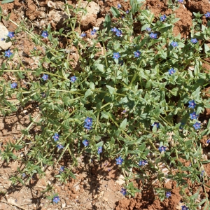 Photographie n°234194 du taxon Anagallis caerulea L. [1759]