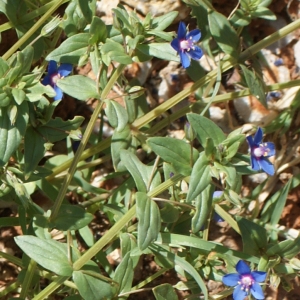 Photographie n°234195 du taxon Anagallis caerulea L. [1759]