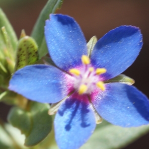 Photographie n°234200 du taxon Anagallis caerulea L. [1759]