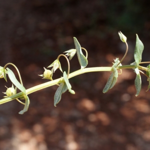 Photographie n°234208 du taxon Anagallis caerulea L. [1759]