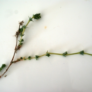 Photographie n°234213 du taxon Crucianella maritima L. [1753]