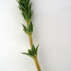 Photographie n°234215 du taxon Crucianella maritima L. [1753]