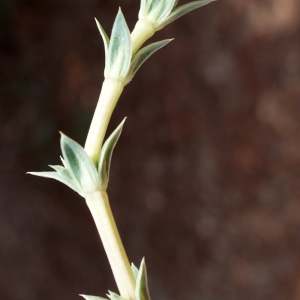 Photographie n°234216 du taxon Crucianella maritima L. [1753]