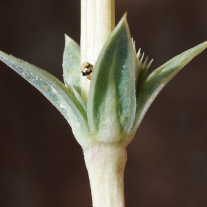 Photographie n°234219 du taxon Crucianella maritima L. [1753]