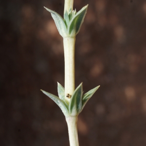 Photographie n°234221 du taxon Crucianella maritima L. [1753]