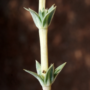 Photographie n°234223 du taxon Crucianella maritima L. [1753]