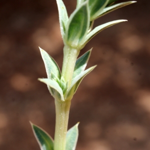Photographie n°234224 du taxon Crucianella maritima L. [1753]
