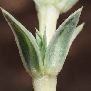 Photographie n°234226 du taxon Crucianella maritima L. [1753]