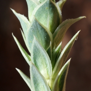 Photographie n°234227 du taxon Crucianella maritima L. [1753]