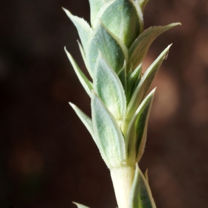 Photographie n°234229 du taxon Crucianella maritima L. [1753]
