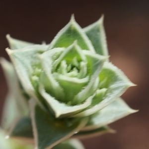 Photographie n°234230 du taxon Crucianella maritima L. [1753]