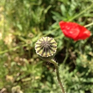 Photographie n°234237 du taxon Papaver rhoeas L.