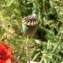  Pierre Bonnet - Papaver rhoeas L.