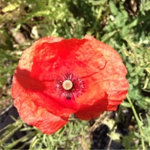 Photographie n°234239 du taxon Papaver rhoeas L.