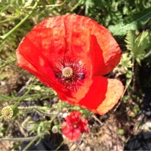 Photographie n°234240 du taxon Papaver rhoeas L.