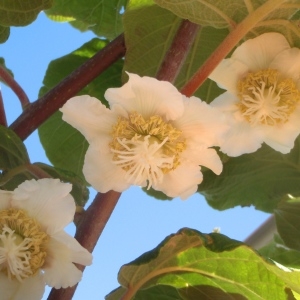 Photographie n°234251 du taxon Actinidia chinensis Planch. [1847]