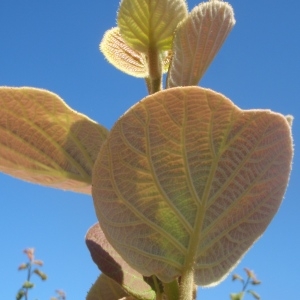 Photographie n°234252 du taxon Actinidia chinensis Planch. [1847]