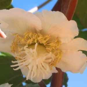 Photographie n°234253 du taxon Actinidia chinensis Planch. [1847]