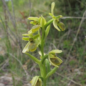 Photographie n°234278 du taxon Ophrys araneola sensu auct.plur.